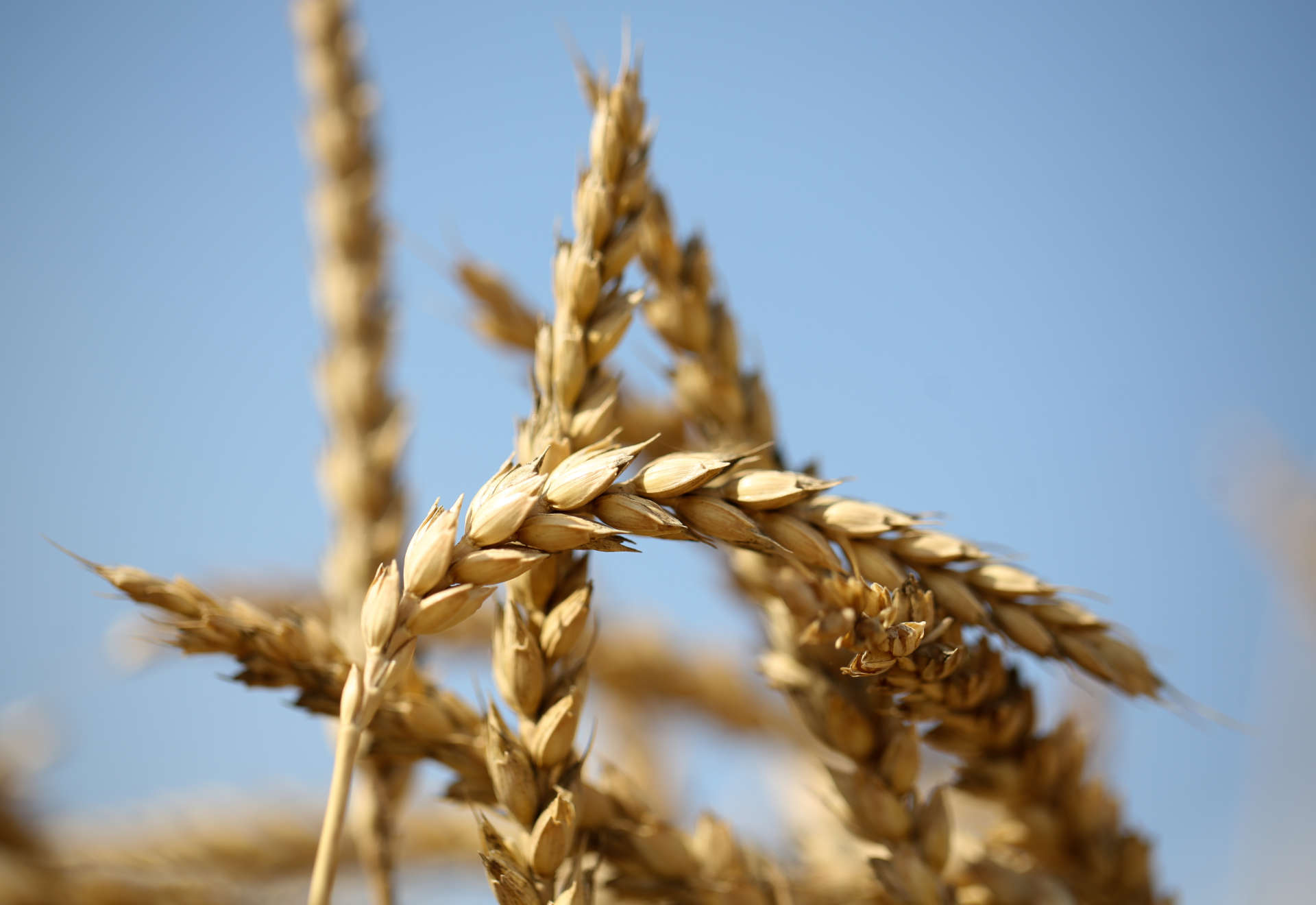 Итоговые цифры уборки озимой пшеницы в агрохолдинге «АСБ»