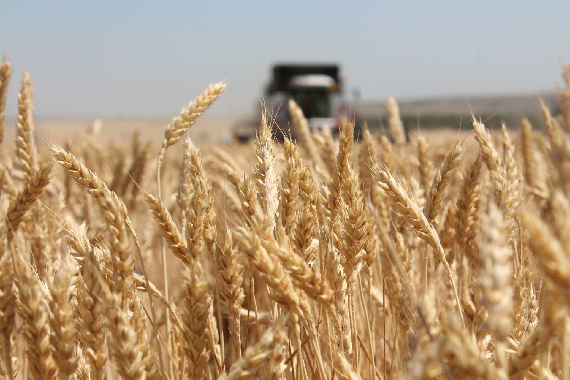 Новоалександровские хлеборобы побили свой рекорд по урожайности