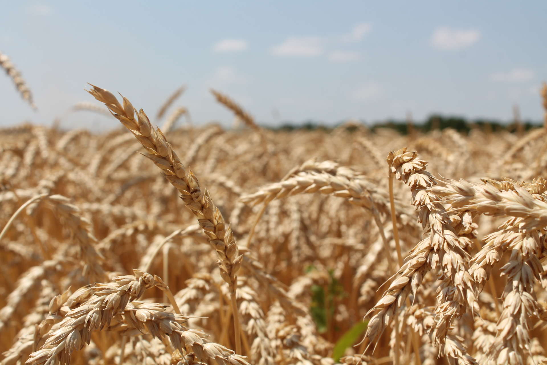 Ставропольское зерно — самое качественное в России