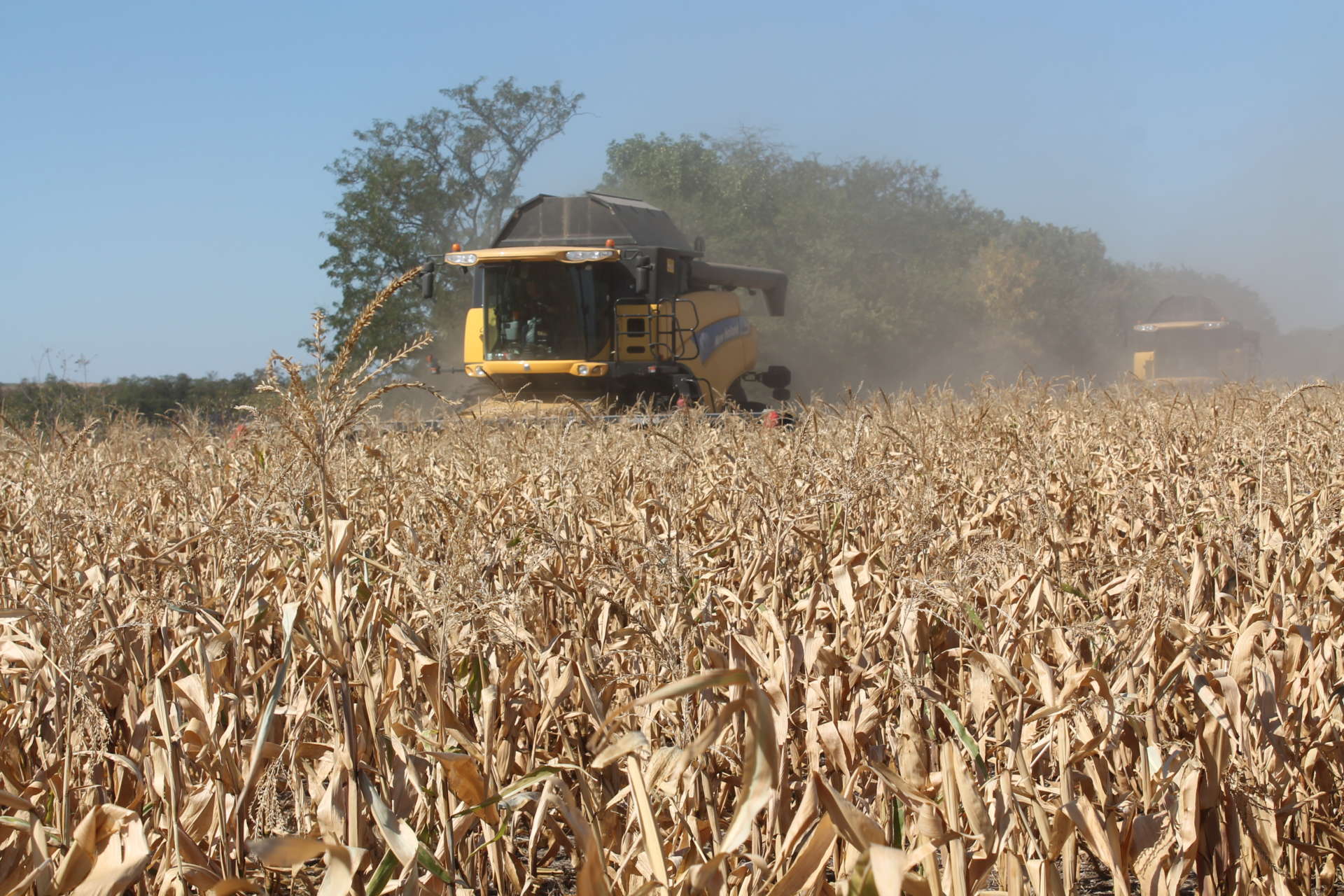 В Ставропольском крае завершилась уборка кукурузы