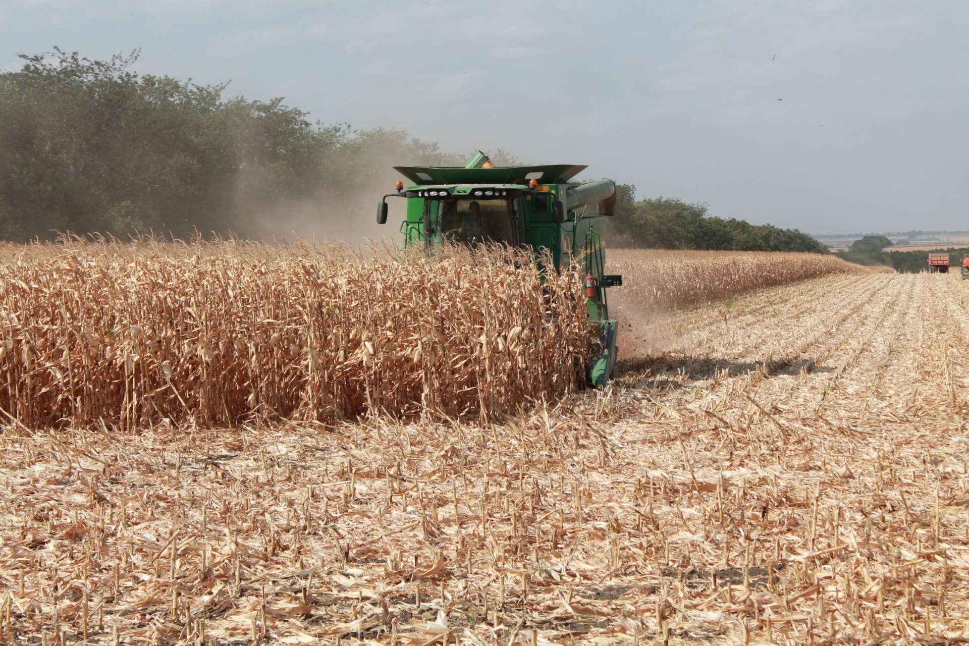 В хозяйствах агрохолдинга «АСБ» приступили к уборке кукурузы